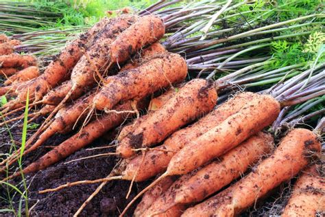 Carrot during harvesting stock photo. Image of root, autumn - 16023194