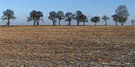 1024x768 Wallpaper Dried Grass And Brown Trees Peakpx