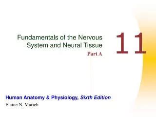 Ppt The Nervous System Neural Tissue Powerpoint Presentation Free