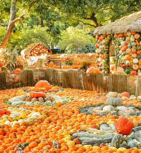 The 10 Best Pumpkin Patches In Dallas Fort Worth