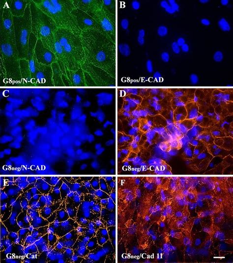 Immunofluorescence Localization Of Cadherins And β Catenin In G8pos And Download Scientific