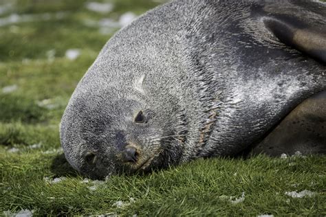 Arctocephalus Gazella Antarctic Fur Seal Otariidae S Flickr