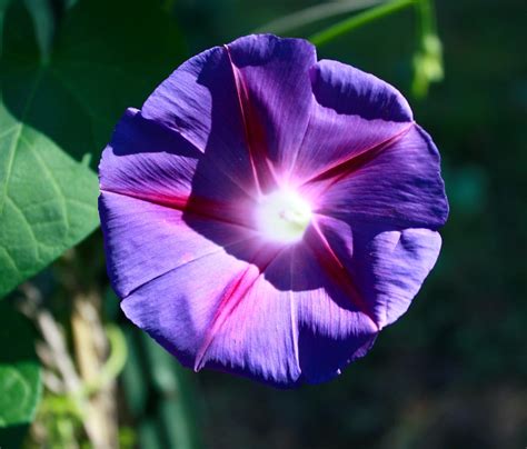 How To Grow And Care For Your Morning Glory Flowers Thefragrantgarden