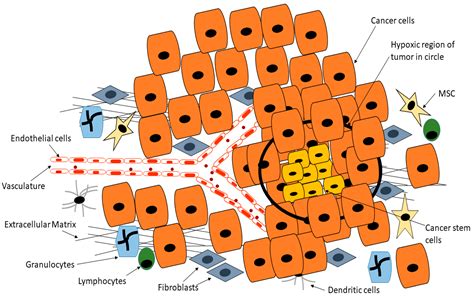 Cancer Stem Cells Encyclopedia Mdpi