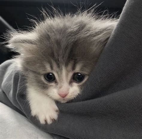Создать мем "котики, очень милые котята до слёз, милые котики ...