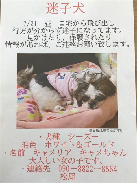 迷子犬さんの情報呼びかけ【追記：無事保護されました。】 彦根犬猫病院