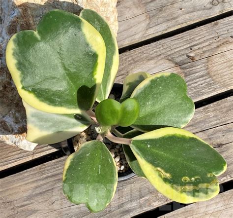 Shpr Hoya Kerrii Variegata