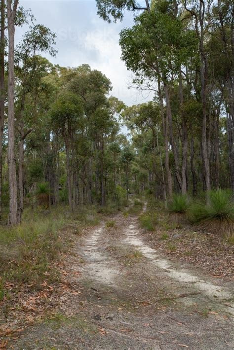 Image Of Track Through Jarrah Forest With Grass Trees Austockphoto