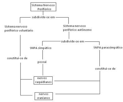 Divisão do sistema nervoso periférico Sistema nervoso periférico