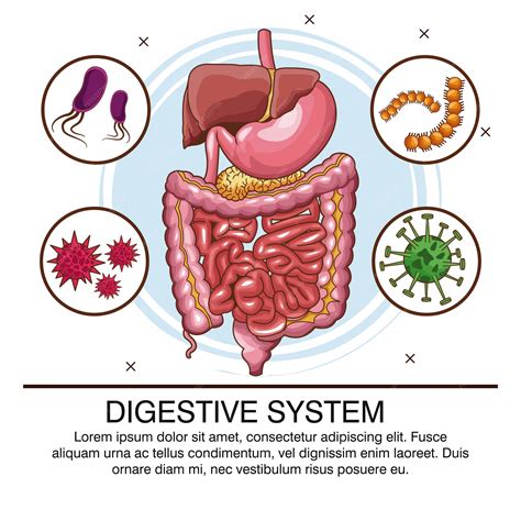 Sistema Digestivo Infografía Vector Premium