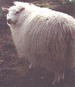 Elkhorn Icelandic Sheep | Color Genetics in Icelandic Sheep