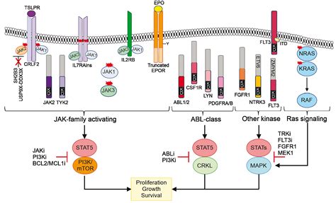 Pediatric Acute Lymphoblastic Leukemia Haematologica