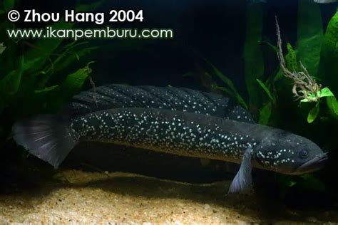 Channa asiatica – Chinese Snakehead (Channa ocellata, Channa fasciata) — Seriously Fish