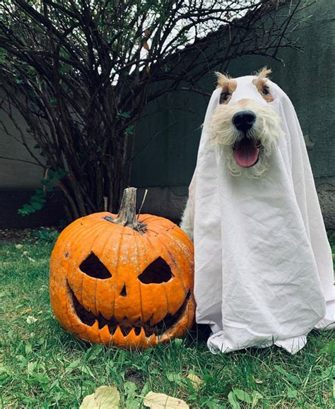 Terrifying Gallery of Ghost Dogs