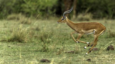 Digital Safari Impalas Unique Black Patches Cgtn