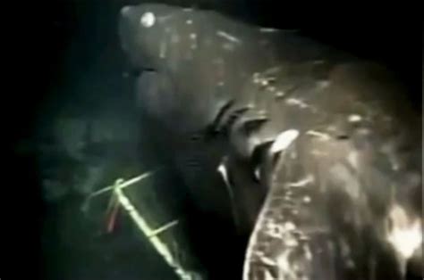 Monster of the deep – '60-foot shark' filmed on Pacific Ocean seabed | Daily Star