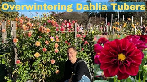 DAHLIA WINTER CARE Storing Tubers Over Winter YouTube