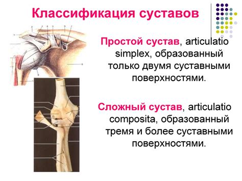 Общая артрология. Частная анатомия суставов - презентация онлайн