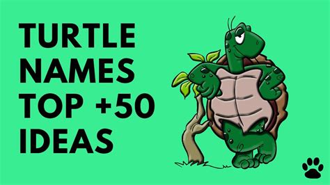 Best Turtle Names And Tortoise Names 50 Ideas Great List Names Youtube