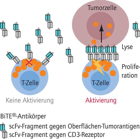 Neue Wirkprinzipien Onkolyse Und Bispezifische Antik Rper