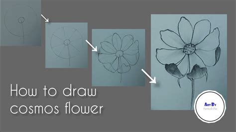 How To Draw Cosmos Flower Step By Step Tutorial Beginners