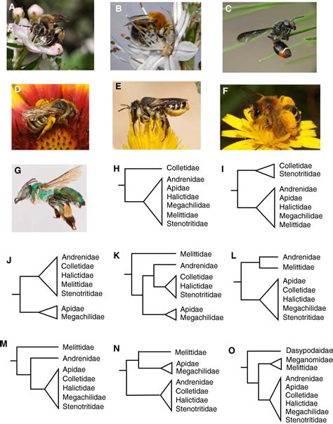 The Bee Tree Of Life A Supermatrix Approach To Apoid Phylogeny And Biogeography Bmc