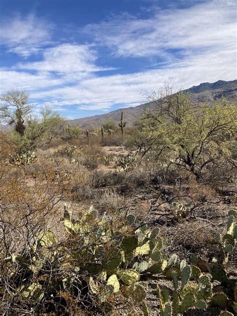 Az Tucson Saguaro National Park Rincon Mountain Dist Flickr