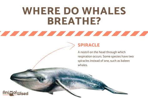 How Do Whales Breathe Respiration Process And Evolutionary Adaptations