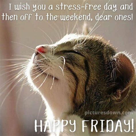 Good Morning Friday Image Cat