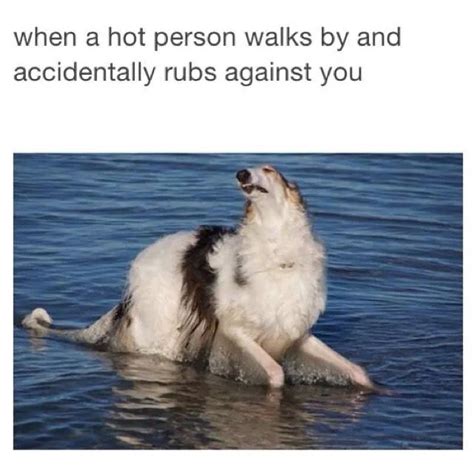 All Hot And Bothered Dog Memes Funny Dog Memes Funny Dogs