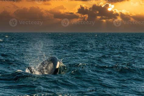 orca on sunset sky background 17427599 Stock Photo at Vecteezy