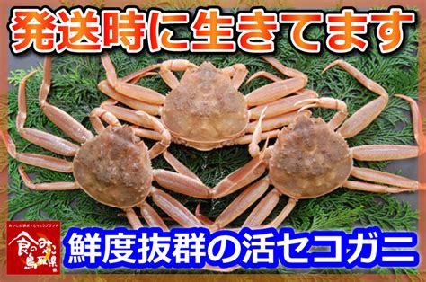 【生を箱詰め】活生セコガニ せいこ蟹 5～8枚 約1kg 鳥取県 訳あり お徳用 せこ蟹 セコ蟹 親がに 山陰 日本海 中村商店 冷蔵