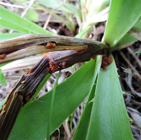 Eryngium Stem Borer Population And Community Ecology Pace Lab