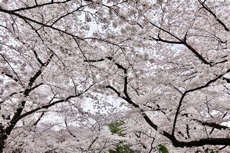 Best Sakura Spots in Kyoto, Japan / E-lyn Tham