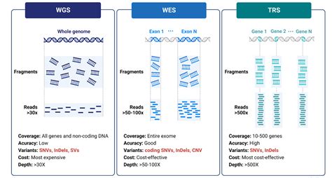 A Beginners Guide To DNA Sequencing Novogene