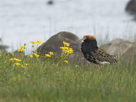 Ruff North Uist Outer Hebrides Scotland June 2021 Ronald Marshall