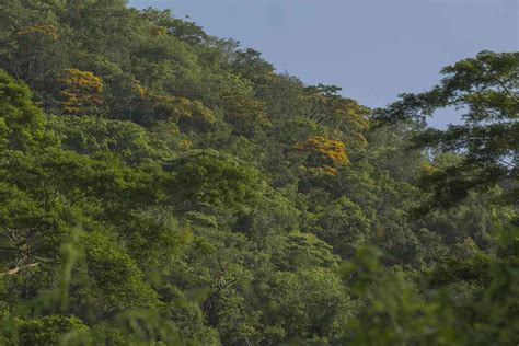 Apuesta Empresarial Para Salvar El Bosque Seco Tropical De Colombia