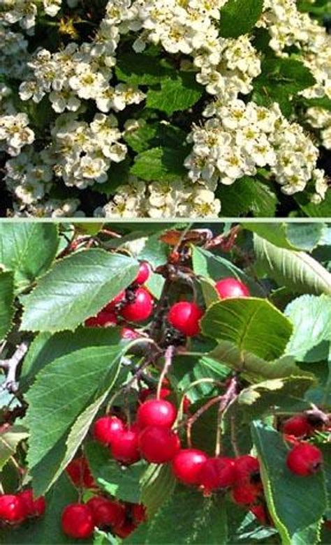 Hawthorn Tree May Or Hawthorn Tree In Full Blossom Crataegus Monogyna