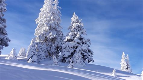 Wallpaper Spruces Snow Winter Sky Nature Hd Picture Image