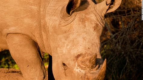 Rhino Horn Trade Triggers Extinction Threat Cnn