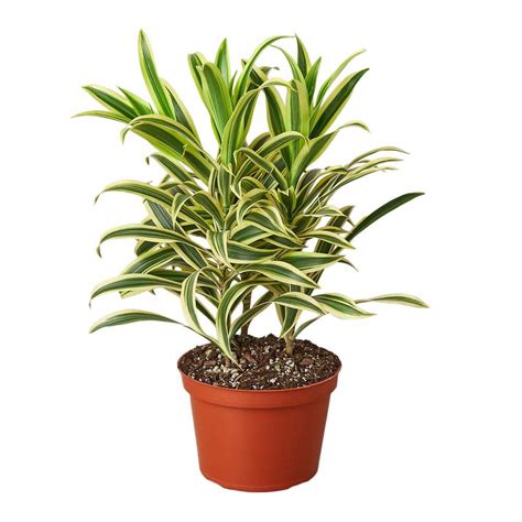 Song Of India Dracaena Plant In In Grower Pot Dracaena Song Of