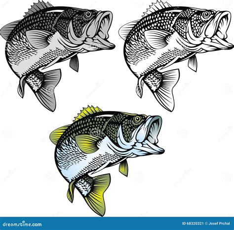 Bass Fish Isolated Stock Vector Illustration Of Largemouth