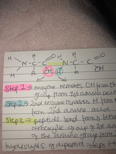 Biological Molecules Flashcards Quizlet