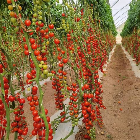 C Mo Plantar Habas Secas Consejos Pr Cticos Para Un Cultivo Exitoso