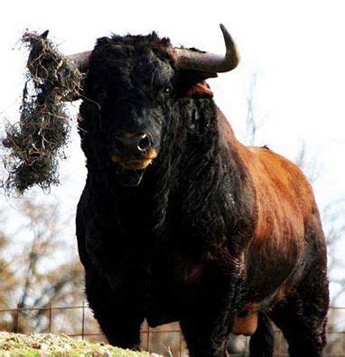 62 best images about toros de lidia on Pinterest | Cattle, The bull and ...