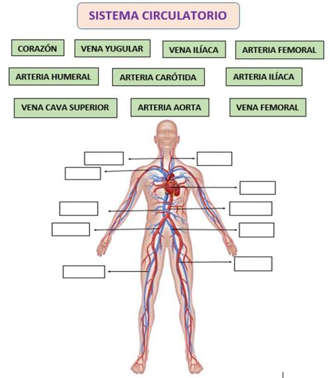 Actividad Online De El Aparato Digestivo Para Quinto De Primaria The