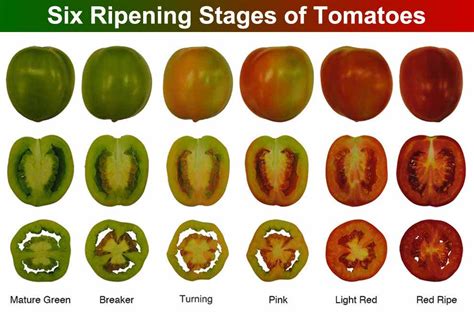 Six Ripening Stages of Tomatoes by the Fruit Surface Color