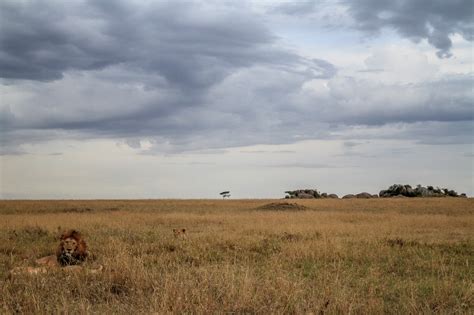 Wildlife Photography in Serengeti National Park, Tanzania - Part 1 ...