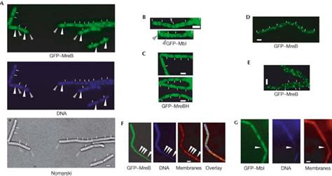 Fluorescence Microscopy Of B Subtilis Cells Exponentially Growing