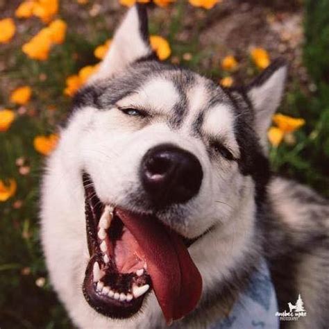 99+ Hình Ảnh Chó Husky Ngáo, Hài Hước, Bá Đạo